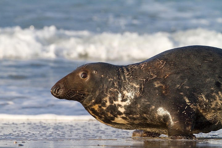 Kegelrobbe Halichoerus grypus